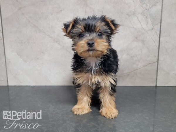 Yorkshire Terrier DOG Female Black and Tan 27969 Petland Frisco, Texas