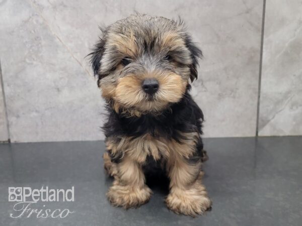 Yorkshire Terrier-DOG-Male-BLK TAN-27995-Petland Frisco & Mckinney, Texas