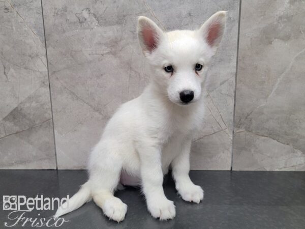 Siberian Husky-DOG-Female-White-27978-Petland Frisco & Mckinney, Texas