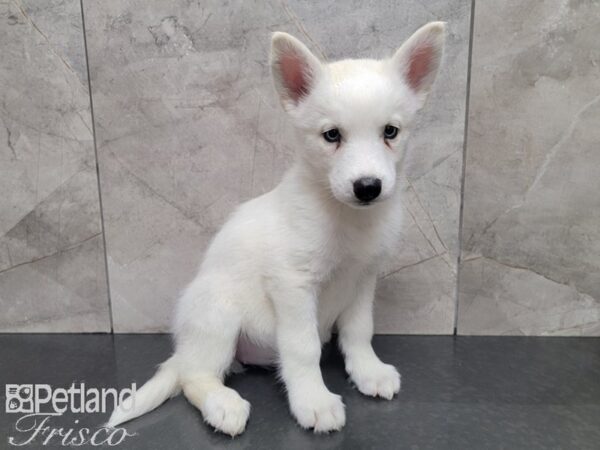 Siberian Husky-DOG-Female-White-27978-Petland Frisco, Texas