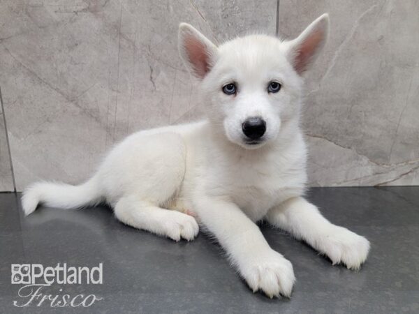 Siberian Husky-DOG-Female-White-27977-Petland Frisco & Mckinney, Texas