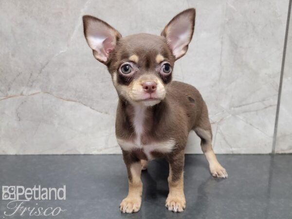 Chihuahua-DOG-Female-CHOC TAN-28025-Petland Frisco & Mckinney, Texas