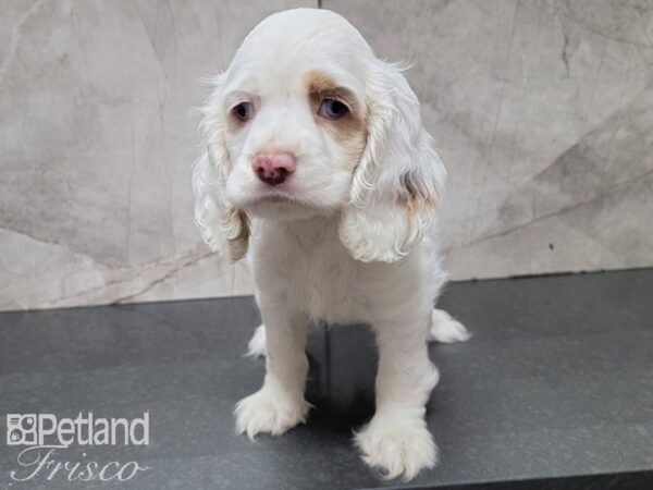 Cocker Spaniel DOG Female BUFF WHITE 28024 Petland Frisco, Texas