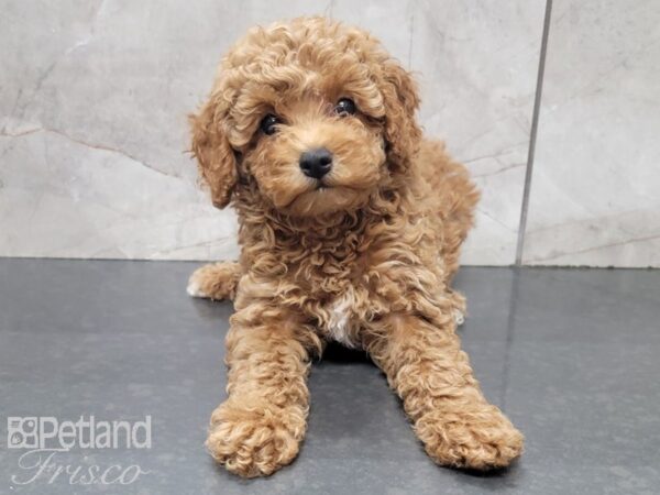 Poodle DOG Female RED 28023 Petland Frisco, Texas