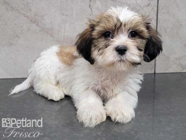 Teddy Bear DOG Male BRN WH 28022 Petland Frisco, Texas