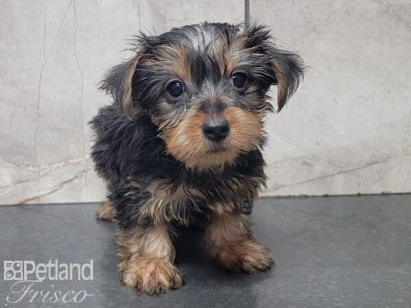 Yorkshire Terrier-DOG-Male-BLK TAN-28021-Petland Frisco & Mckinney, Texas