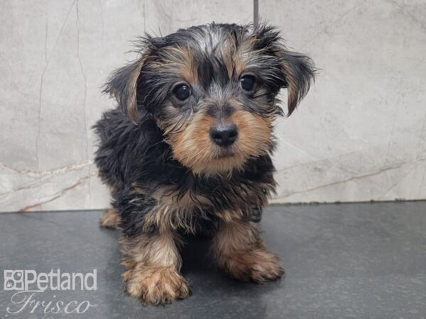 Yorkshire Terrier DOG Male BLK TAN 28021 Petland Frisco, Texas