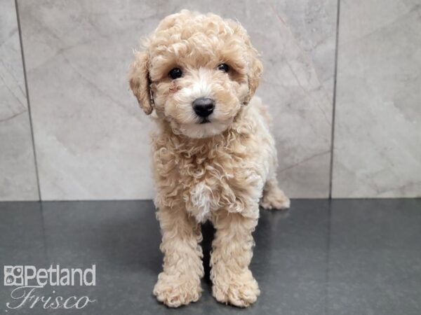 Poodle-DOG-Male-APRICOT-28020-Petland Frisco, Texas