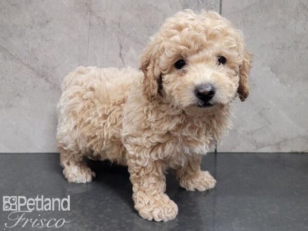 Poodle-DOG-Male-APRICOT-28019-Petland Frisco & Mckinney, Texas