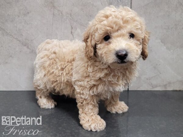 Poodle DOG Male APRICOT 28019 Petland Frisco, Texas