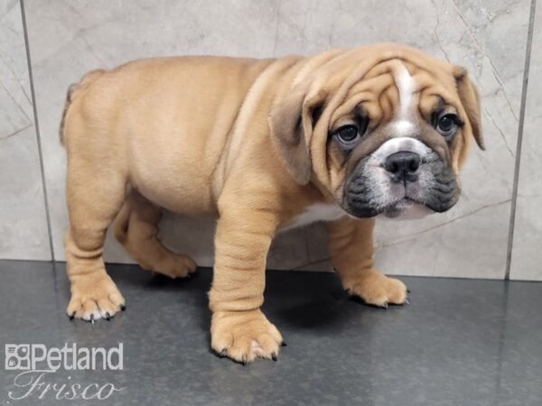 English Bulldog-DOG-Male-FAWN WHITE-28018-Petland Frisco, Texas