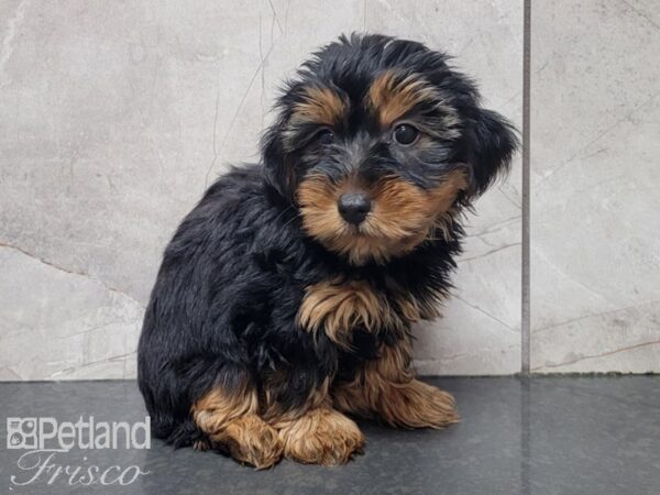 Yorkshire Terrier DOG Male BLK TAN 28017 Petland Frisco, Texas