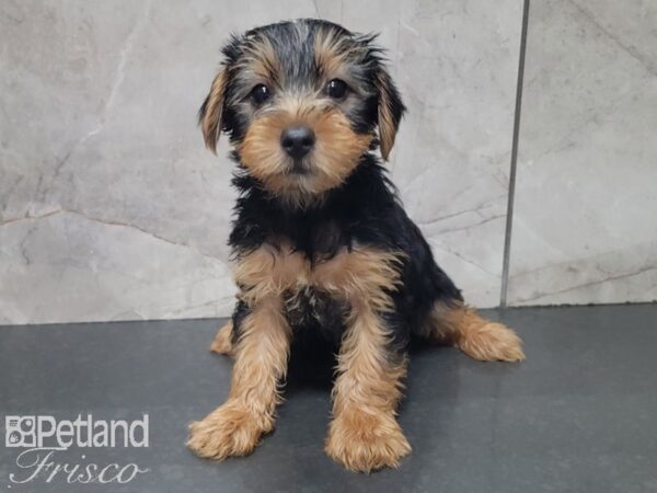 Yorkshire Terrier-DOG-Male-BLK TAN-28016-Petland Frisco & Mckinney, Texas