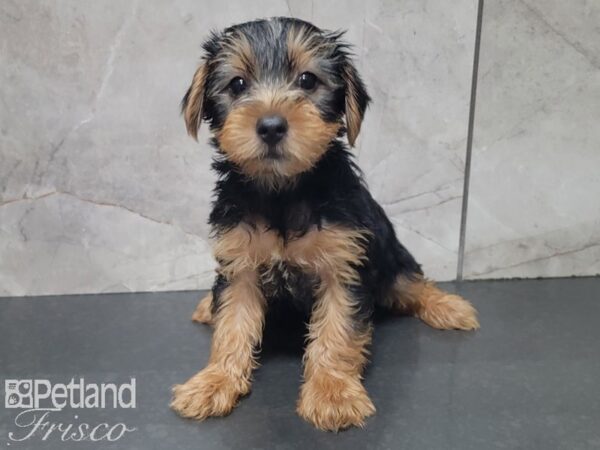 Yorkshire Terrier DOG Male BLK TAN 28016 Petland Frisco, Texas