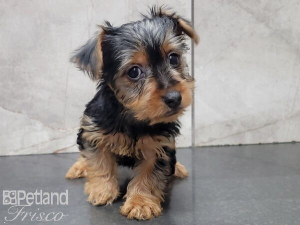 Yorkshire Terrier-DOG-Female-BLK TAN-28015-Petland Frisco & Mckinney, Texas