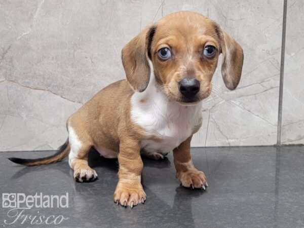 Dachshund-DOG-Female-RED WH-28013-Petland Frisco, Texas