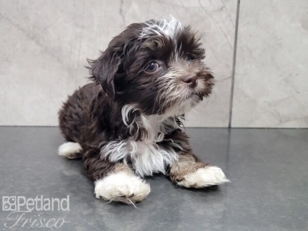 Havanese-DOG-Female-CHOC WHITE-28012-Petland Frisco & Mckinney, Texas
