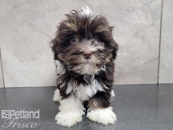 Havanese-DOG-Female-CHOC WHITE-28011-Petland Frisco & Mckinney, Texas