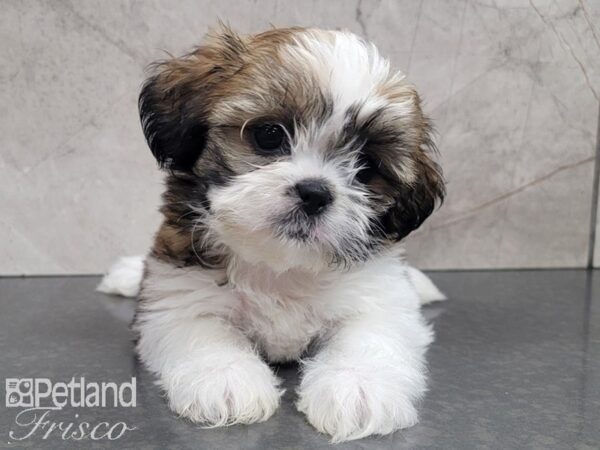 Teddy DOG Female BROWN WHITE 28010 Petland Frisco, Texas