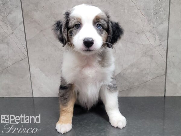 Miniature Australian Shepherd-DOG-Male-BLUE MERLE-28009-Petland Frisco, Texas