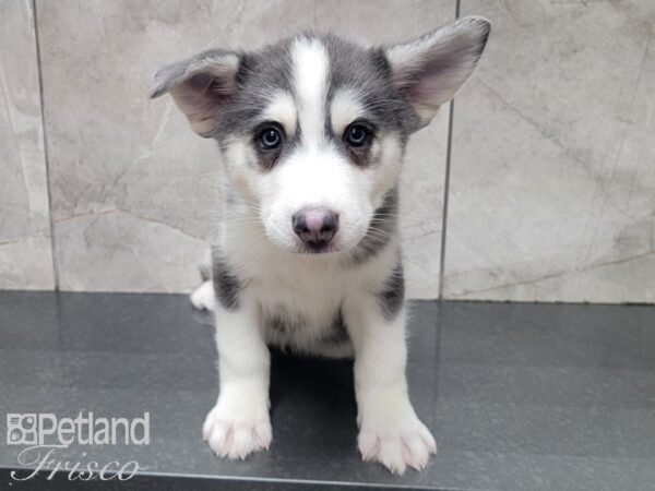 Pomsky DOG Male BLK WH 28008 Petland Frisco & Mckinney, Texas