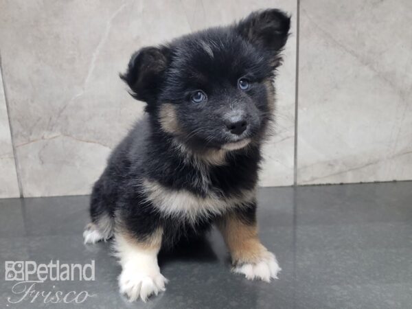 Pomsky-DOG-Female-BLK WH-28007-Petland Frisco & Mckinney, Texas