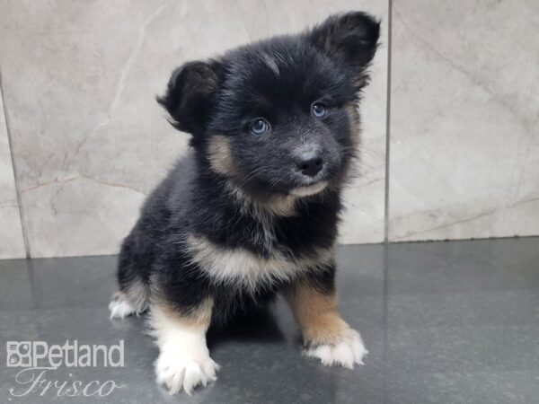 Pomsky DOG Female BLK WH 28007 Petland Frisco, Texas