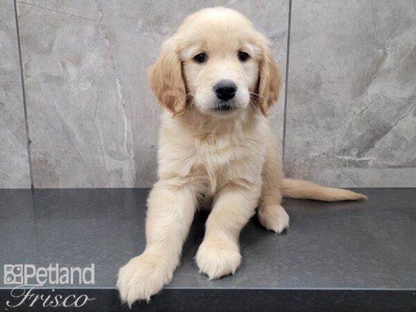 Golden Retriever-DOG-Female-Gold-28006-Petland Frisco & Mckinney, Texas