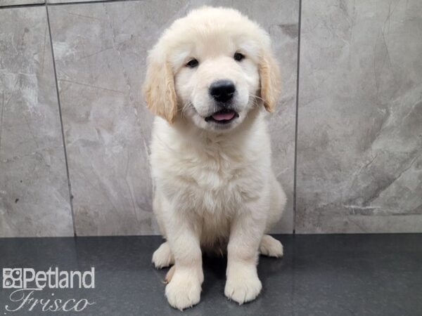 Golden Retriever-DOG-Male-Gold-28005-Petland Frisco & Mckinney, Texas