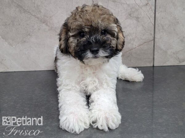 Miniature Poodle-DOG-Male-Sable and White-28004-Petland Frisco & Mckinney, Texas