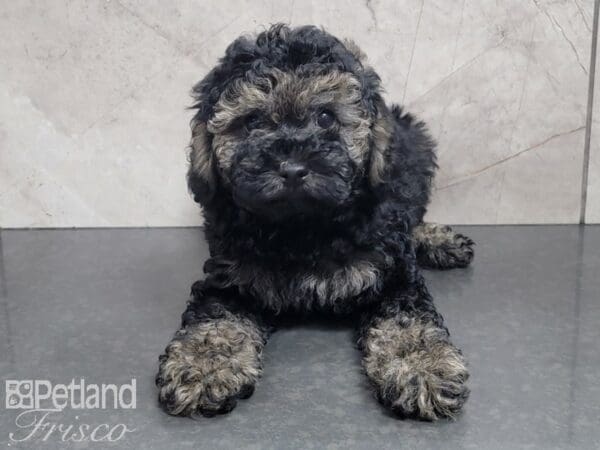 Miniature Poodle-DOG-Female-Black and Sable-28003-Petland Frisco, Texas