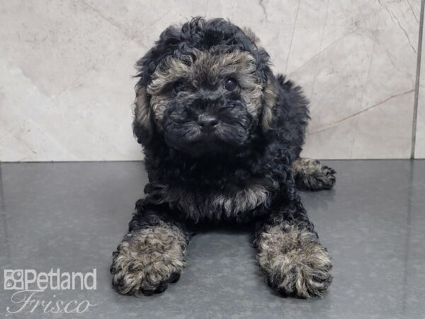 Miniature Poodle DOG Female Black and Sable 28003 Petland Frisco, Texas