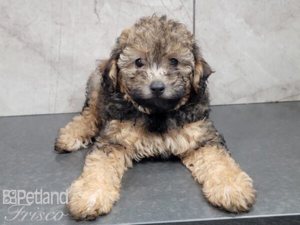 Miniature Poodle DOG Female Sable 28002 Petland Frisco, Texas