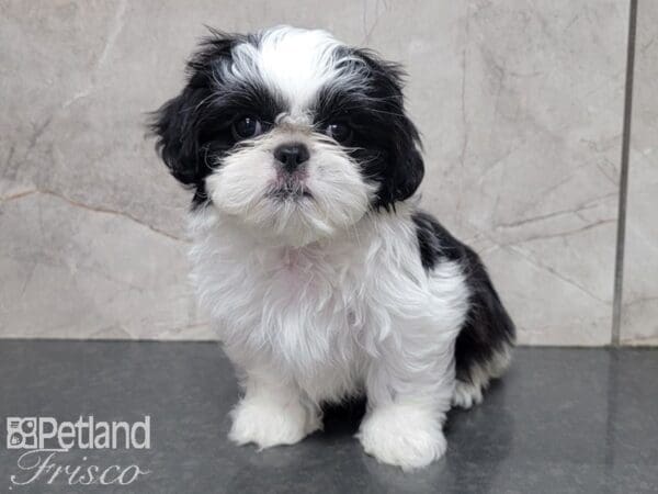 Shinese-DOG-Female-Black and White-28001-Petland Frisco, Texas
