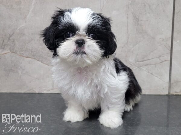 Shinese DOG Female Black and White 28001 Petland Frisco, Texas