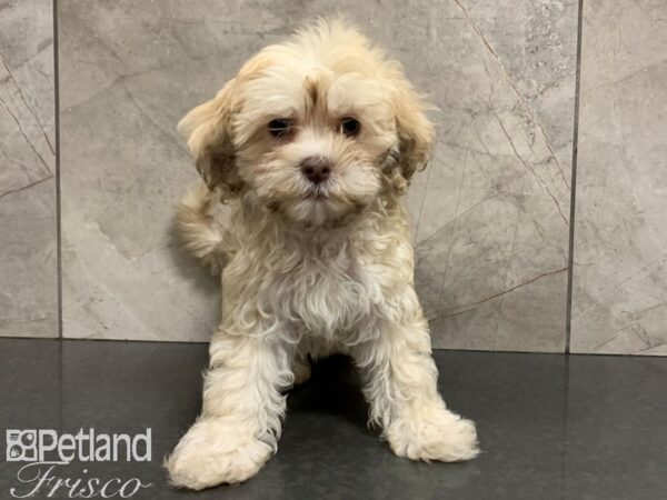 Hava Poo DOG Male cream 28075 Petland Frisco, Texas