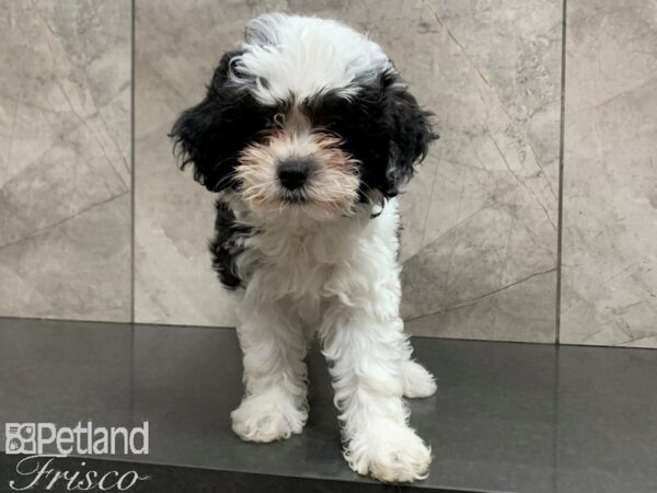 Hava Poo DOG Female BLK WHITE 28072 Petland Frisco, Texas