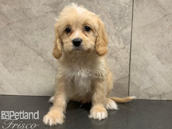 Cava Chon DOG Male BLENHIEM 28071 Petland Frisco, Texas