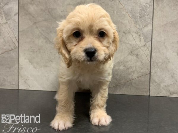 Cava Chon DOG Female BLENHIEM 28069 Petland Frisco, Texas