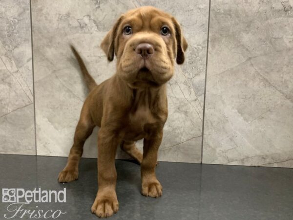 Mini Hippo DOG Male BRN 28068 Petland Frisco, Texas