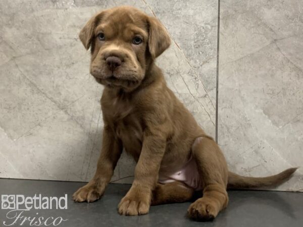 Mini Hippo-DOG-Female-BRN-28067-Petland Frisco, Texas