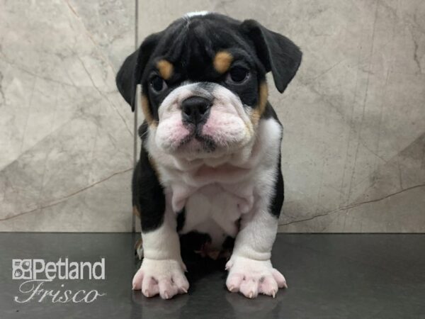 English Bulldog-DOG-Female-Tri-28029-Petland Frisco & Mckinney, Texas