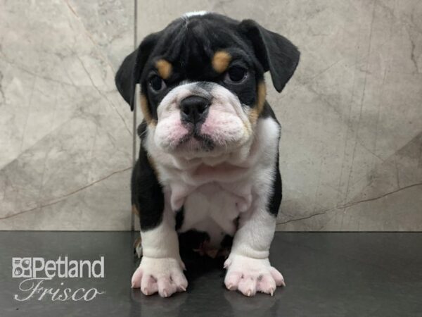 English Bulldog DOG Female Tri 28029 Petland Frisco, Texas