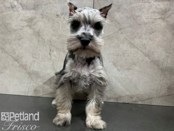 Miniature Schnauzer DOG Male BLUE MERLE 28066 Petland Frisco, Texas