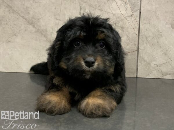 Mini Bernadoodle DOG Male BLK TAN 28063 Petland Frisco, Texas