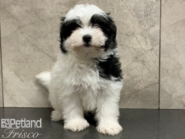 POM CHON DOG Male BLACK/WHITE 28062 Petland Frisco, Texas