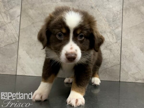 Miniature Australian Shepherd DOG Female RED TRI 28061 Petland Frisco, Texas