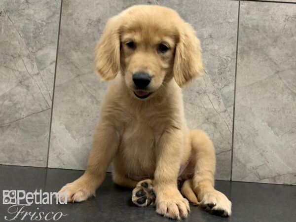 Golden Retriever-DOG-Female-Golden-28059-Petland Frisco & Mckinney, Texas