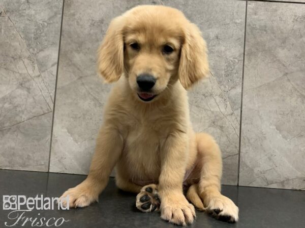 Golden Retriever DOG Female Golden 28059 Petland Frisco, Texas