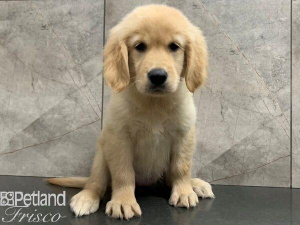 Golden Retriever-DOG-Female-Golden-28058-Petland Frisco & Mckinney, Texas